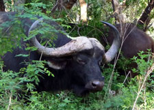 South Africa-Waterberg-Dinaka Riding Safari